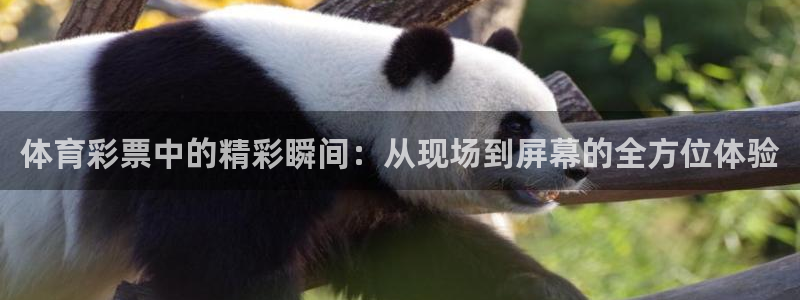熊猫怎样直播：体育彩票中的精彩瞬间：从现场到屏幕的全方位体验