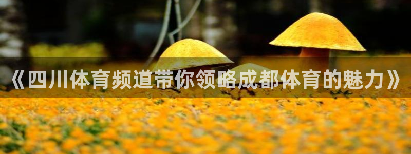 熊猫体育免费直播：《四川体育频道带你领略成都体育的魅力》